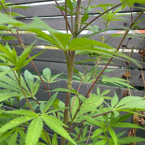 Royal Skywalker growlog timeline photo