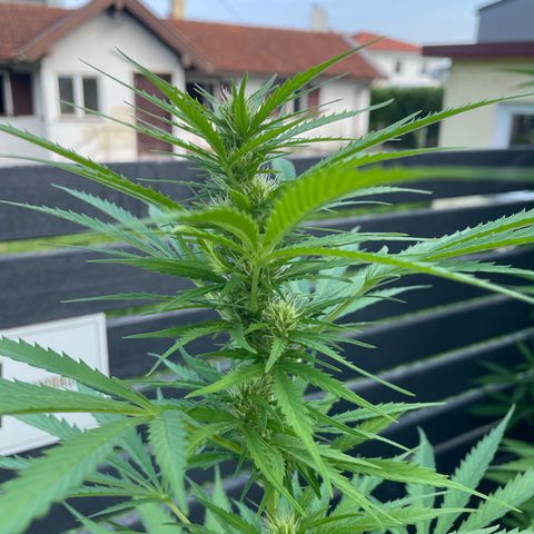 OG Kush growlog timeline photo
