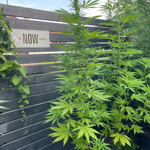 OG Kush growlog timeline photo