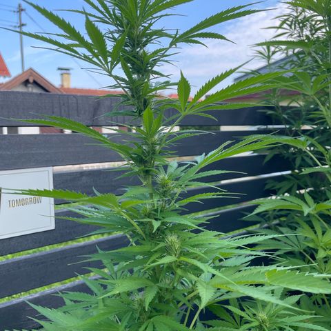 OG Kush growlog timeline photo