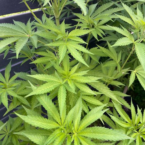 Cookies Gelato growlog timeline photo
