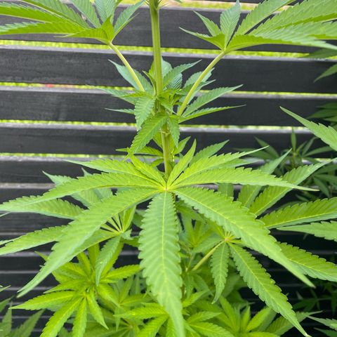 Cookies Gelato growlog timeline photo