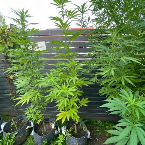 Cookies Gelato growlog timeline photo