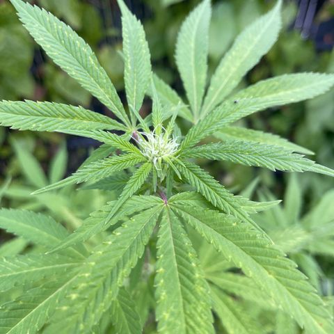 Special Queen clone growlog timeline photo