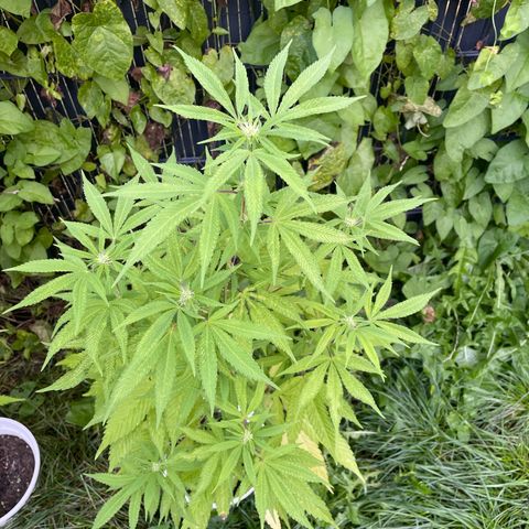 Special Queen clone growlog timeline photo