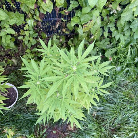 Special Queen clone growlog timeline photo