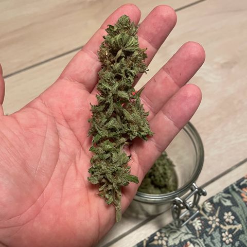 Apple Fritter Auto growlog timeline photo