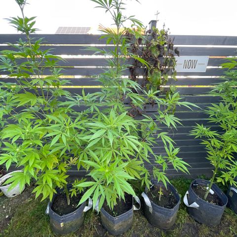 Royal Skywalker growlog timeline photo