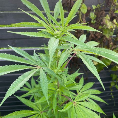 Royal Skywalker growlog timeline photo