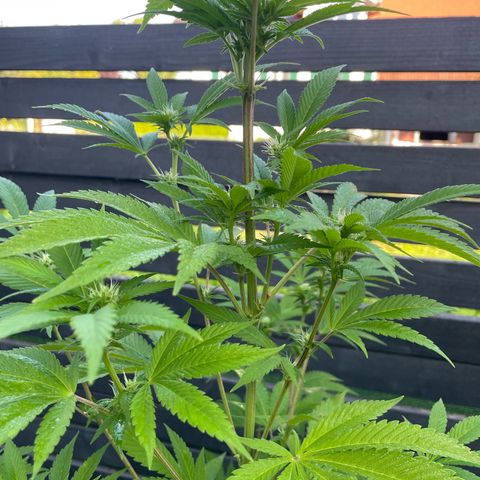 Grape Ape growlog timeline photo