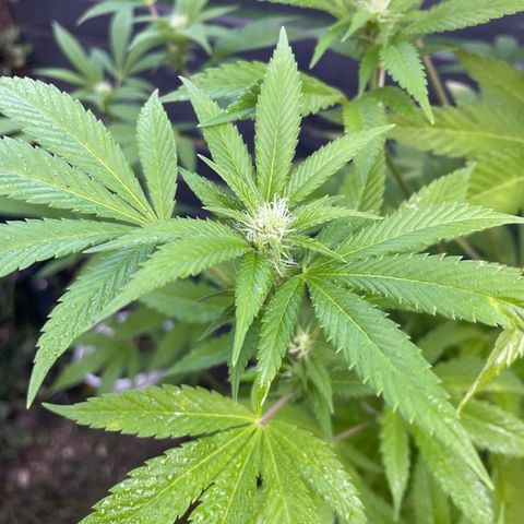Grape Ape growlog timeline photo