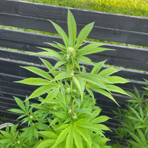 Grape Ape growlog timeline photo