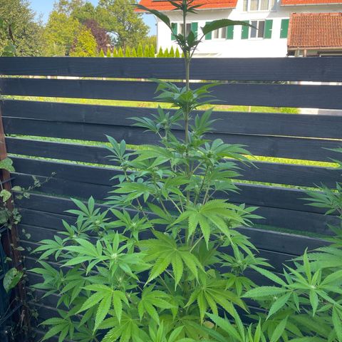Grape Ape growlog timeline photo