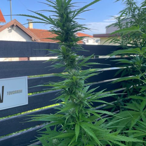 OG Kush growlog timeline photo