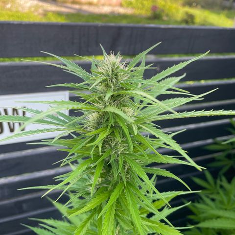 OG Kush growlog timeline photo
