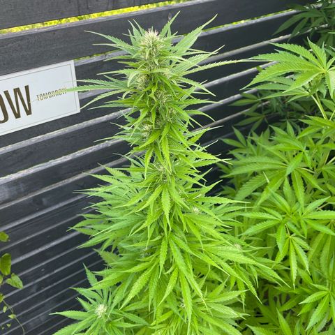 OG Kush growlog timeline photo