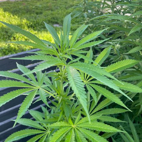 Cookies Gelato growlog timeline photo