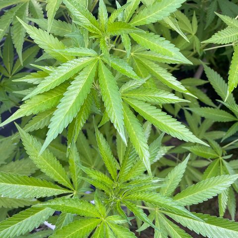 Cookies Gelato growlog timeline photo