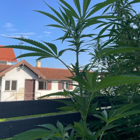 Cookies Gelato growlog timeline photo