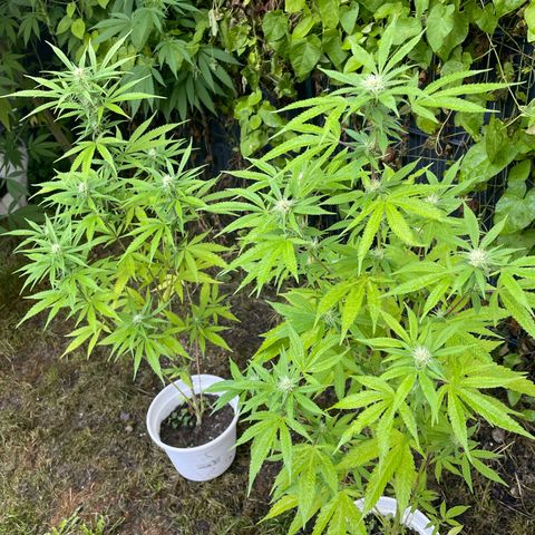 Special Queen clone growlog timeline photo