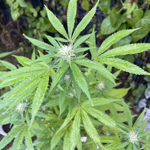 Special Queen clone growlog timeline photo