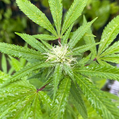 Special Queen clone growlog timeline photo