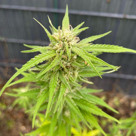Special Queen clone growlog timeline photo