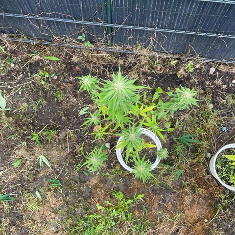 Special Queen clone growlog timeline photo