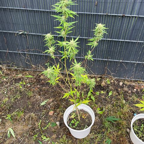 Special Queen clone growlog timeline photo