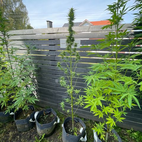 OG Kush growlog timeline photo
