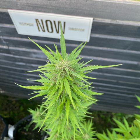 OG Kush growlog timeline photo