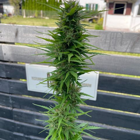 OG Kush growlog timeline photo