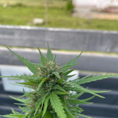 OG Kush growlog timeline photo