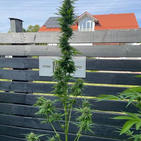 OG Kush growlog timeline photo
