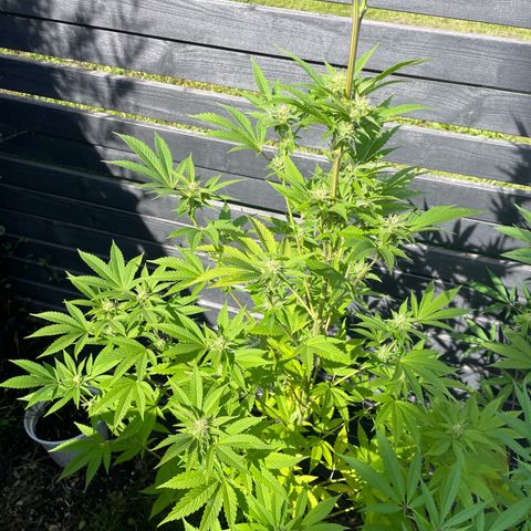 Grape Ape growlog timeline photo