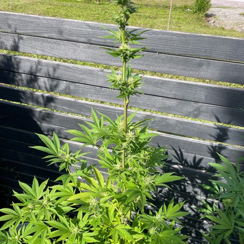 Grape Ape growlog timeline photo