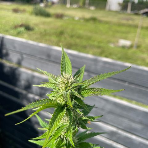 Grape Ape growlog timeline photo