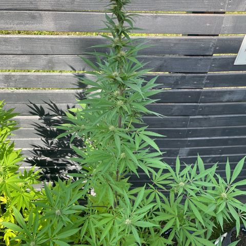 Royal Skywalker growlog timeline photo