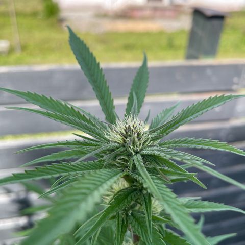 Royal Skywalker growlog timeline photo