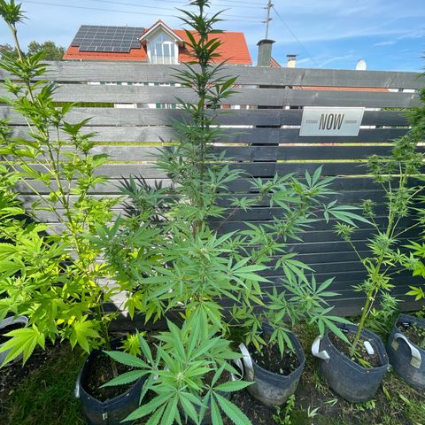 Royal Skywalker growlog timeline photo