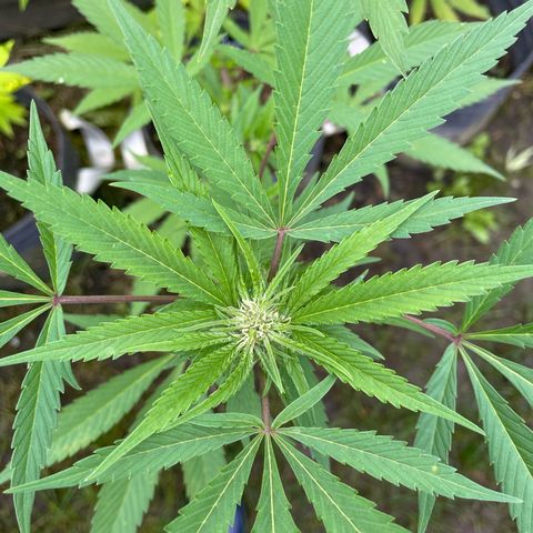Royal Skywalker growlog timeline photo