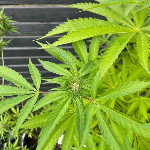 Cookies Gelato growlog timeline photo