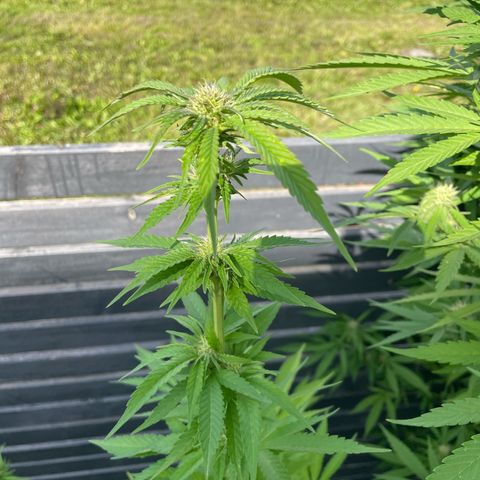 Cookies Gelato growlog timeline photo