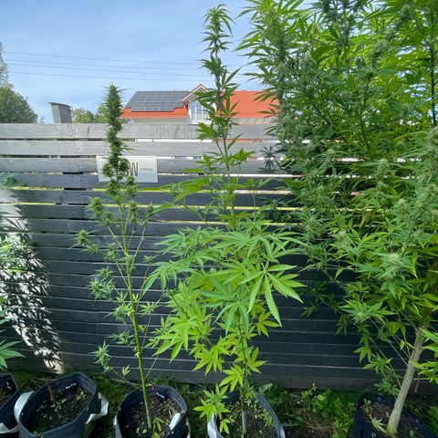 Cookies Gelato growlog timeline photo