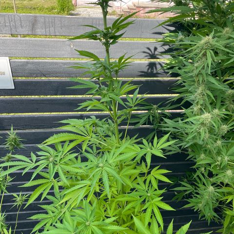 Cookies Gelato growlog timeline photo