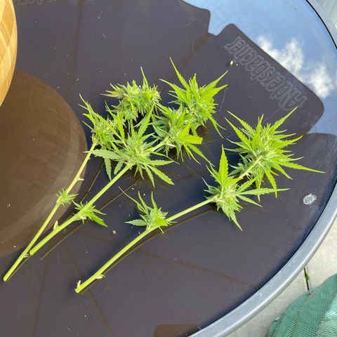 OG Kush growlog timeline photo