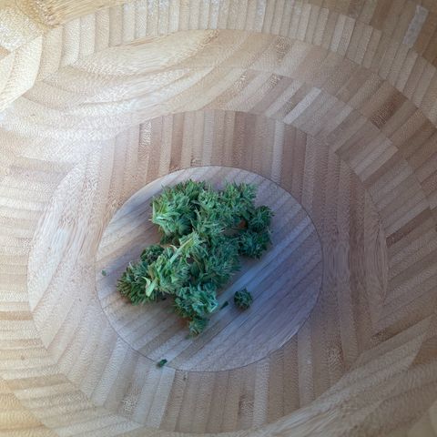 OG Kush growlog timeline photo