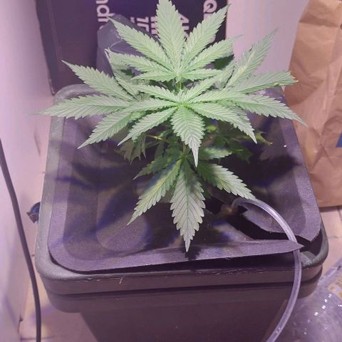 Vanilla frosting growlog timeline photo