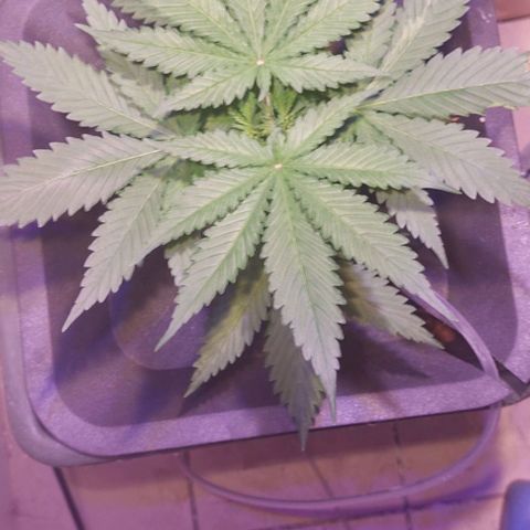 Vanilla frosting growlog timeline photo