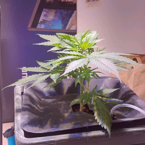 Vanilla frosting growlog timeline photo
